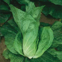 Cykoria Uranus 10 000 nasion pellets st